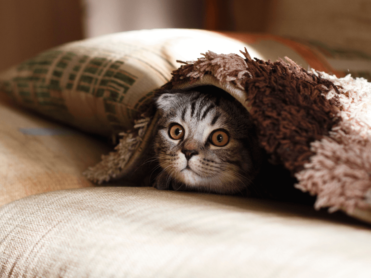 cat under blanket