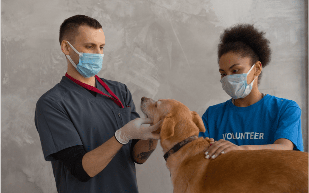 Veterinarian and vet tech examining a dog