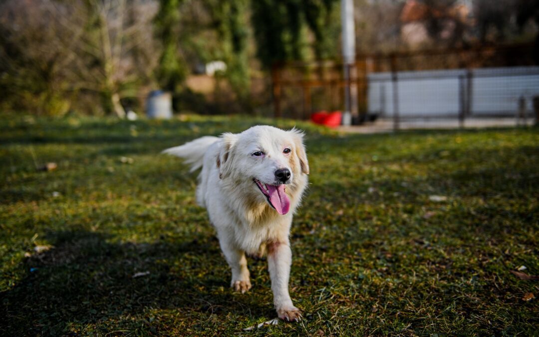 White dog running in a field
