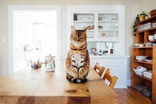 Brown and orange cat sitting on top of a wooden table