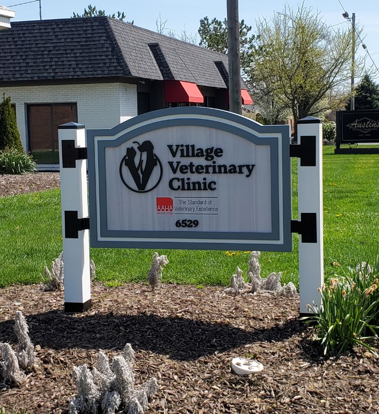vet with cat